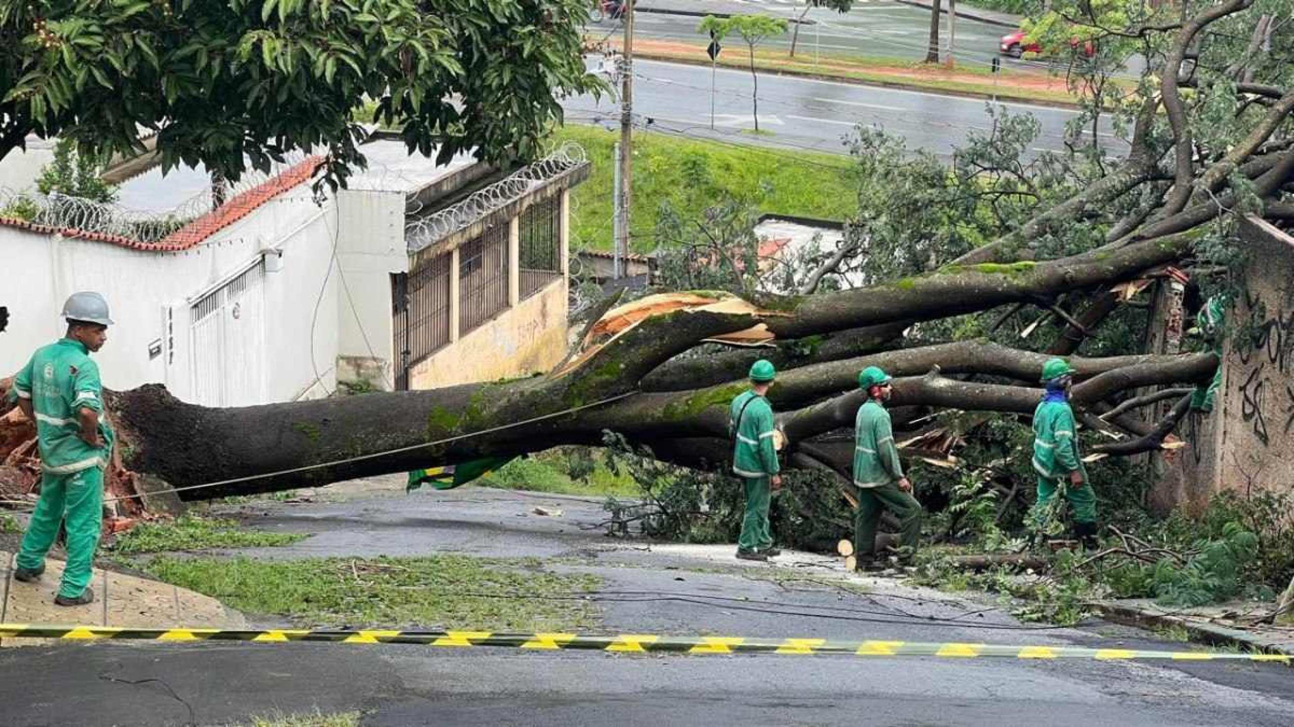 Chuva em BH: árvore de grande porte cai e deixa quase 300 casas sem luz