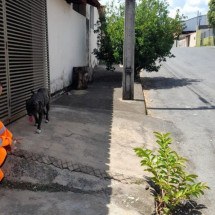 MG: cão considerado agressivo é resgatado e devolvido a tutor - CMMG/Divulga&ccedil;&atilde;o