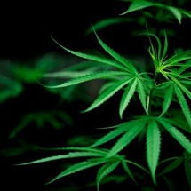 Campanha propõe regulamentar o uso medicinal da Cannabis no Brasil   - freepik jcomp