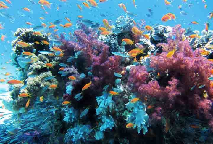 Sistema de coral brasileiro é um dos maiores do mundo