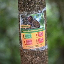 Morte de micos: Zoobotânica reforça campanha "Não dê comida aos animais"