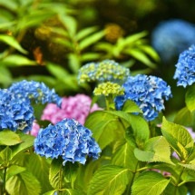 Cor, beleza e exuberância: saiba mais sobre as hortênsias
