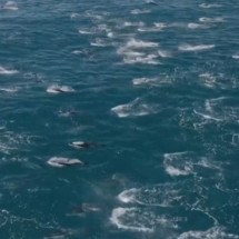 Raro de ver: vídeo mostra 2 mil golfinhos saltando na costa da Califórnia - Evan Brodsky/Divulgação