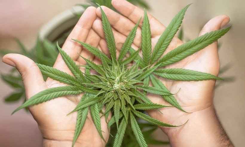 Jovem ganha direito de plantar maconha em casa: 'Salvou minha vida' - Pixabay