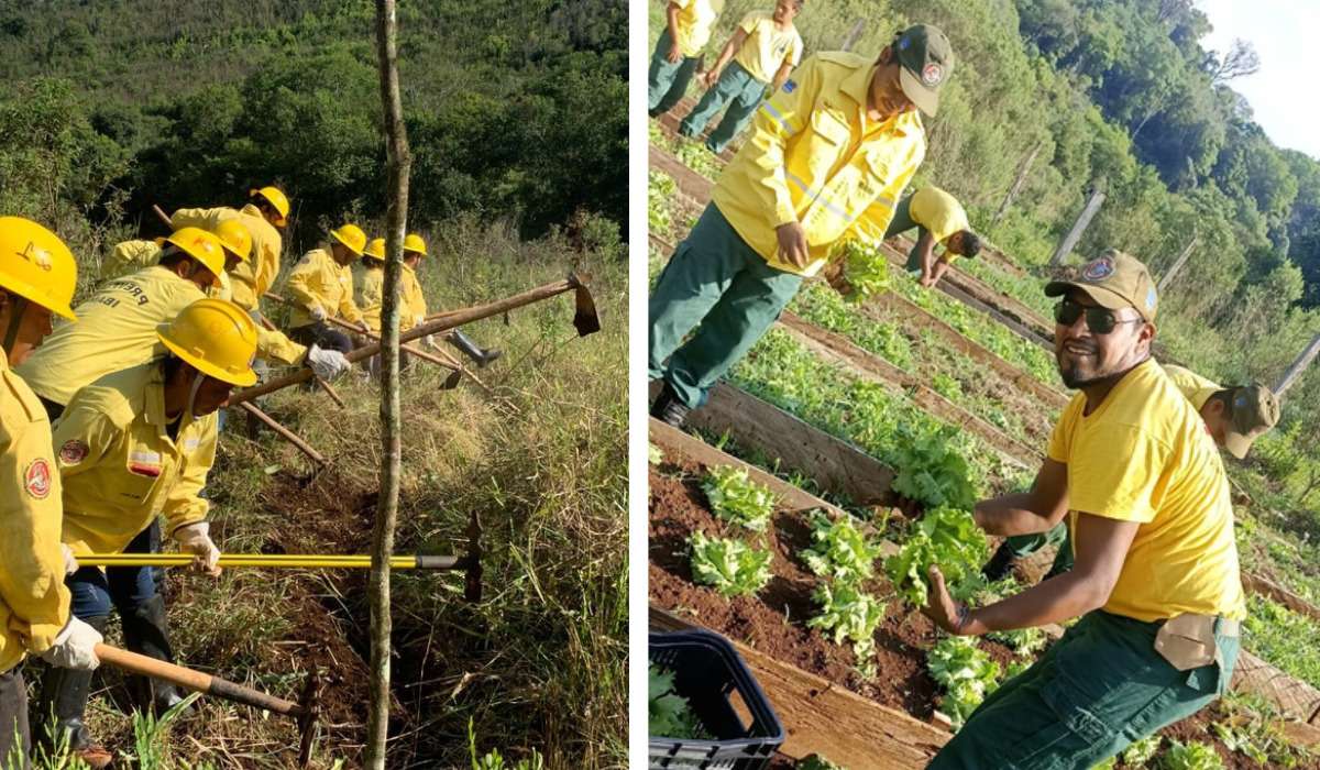 Brigadistas indígenas doam hortaliças a escolas no interior do PR